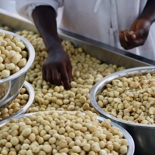 Nuci macadamia Grizly